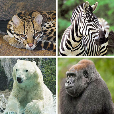 Zoo Gift Card - NC Zoo Society