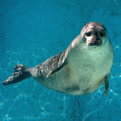  Two-Year Curator Membership