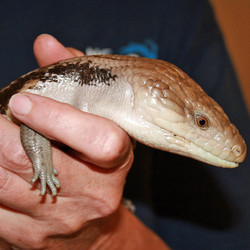 Shadow a Veterinarian for a Day - June