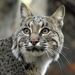 Lifelong Membership: Director's Guild