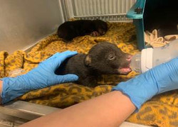 Special Rehab Adoption - Black Bear Cubs