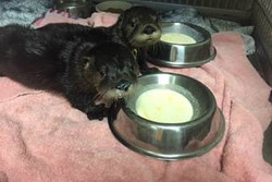 Special Rehab Adoption - Otter Pups