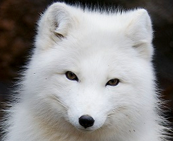 Adopt an Arctic Fox (No Plush is currently available)