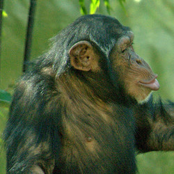 VIP Tour - Chimpanzee - June 17, 2023-One ticket left