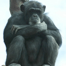 VIP Tour - Chimpanzee - August 12, 2023