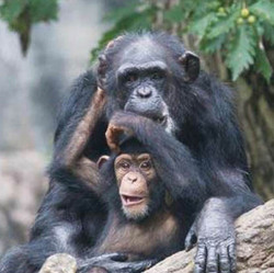 VIP Tour - Chimpanzee - September 9, 2023