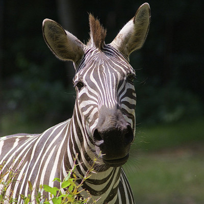 Adopt a Zebra - NC Zoo Society