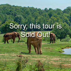 VIP Tour - Elephant - June 10 - only two tickets left