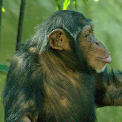 VIP Private Tour - Chimpanzee 2023