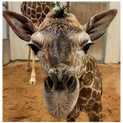 Giraffe Calf Adoption