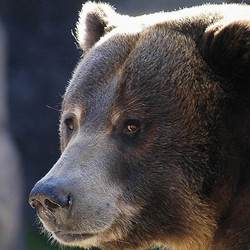 Adopt a Grizzly Bear