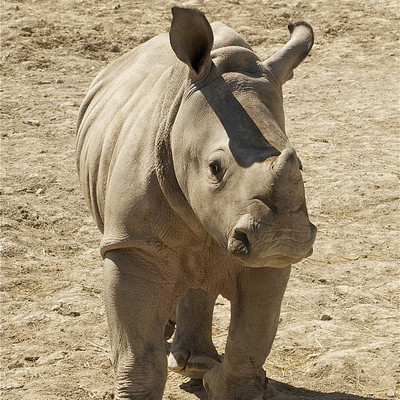 Adopt a Rhino - NC Zoo Society