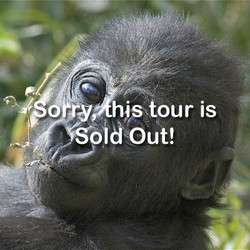 VIP Tour - Gorilla - March 9, 2024 (sold out)