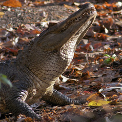 Adopt an American Alligator