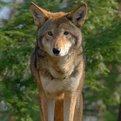 VIP Tour - Wolf Howl - October 12, 2024