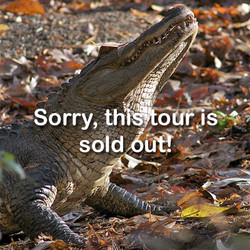 VIP Tour - Cougar/Alligator - August 24, 2024