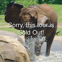 VIP Tour - Elephant - March 23, 2024  (sold out)