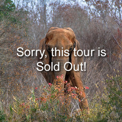 VIP Tour - Elephant - April 13, 2024 sold out