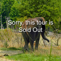 VIP Tour - Elephant - May 11, 2024 (sold out)