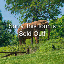 VIP Tour - Elephant - June 22, 2024 (sold out)