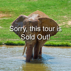VIP Tour - Elephant - September 21, 2024 (sold out)