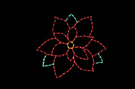 Poinsettia