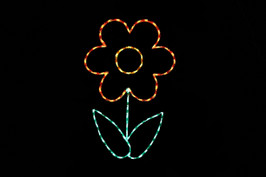Flower Orange