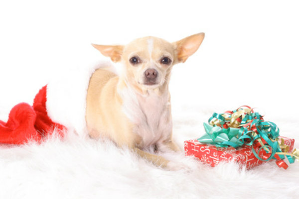 chihuhuaxmas.jpg chihuhuaxmas.jpg