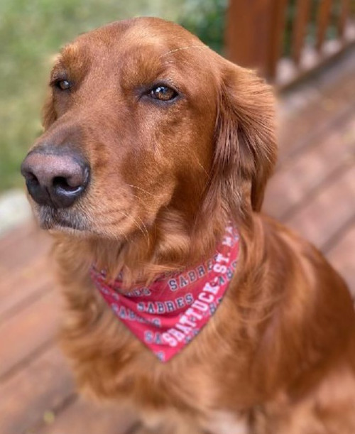 Our furry friends can sports SSM spirit wear!!  Reversible bandana, maroon or black, with Shattuck - St. Mary's Sabres logo.
25 inches x 6.5 inches.