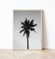 Palm TreePhotography Print