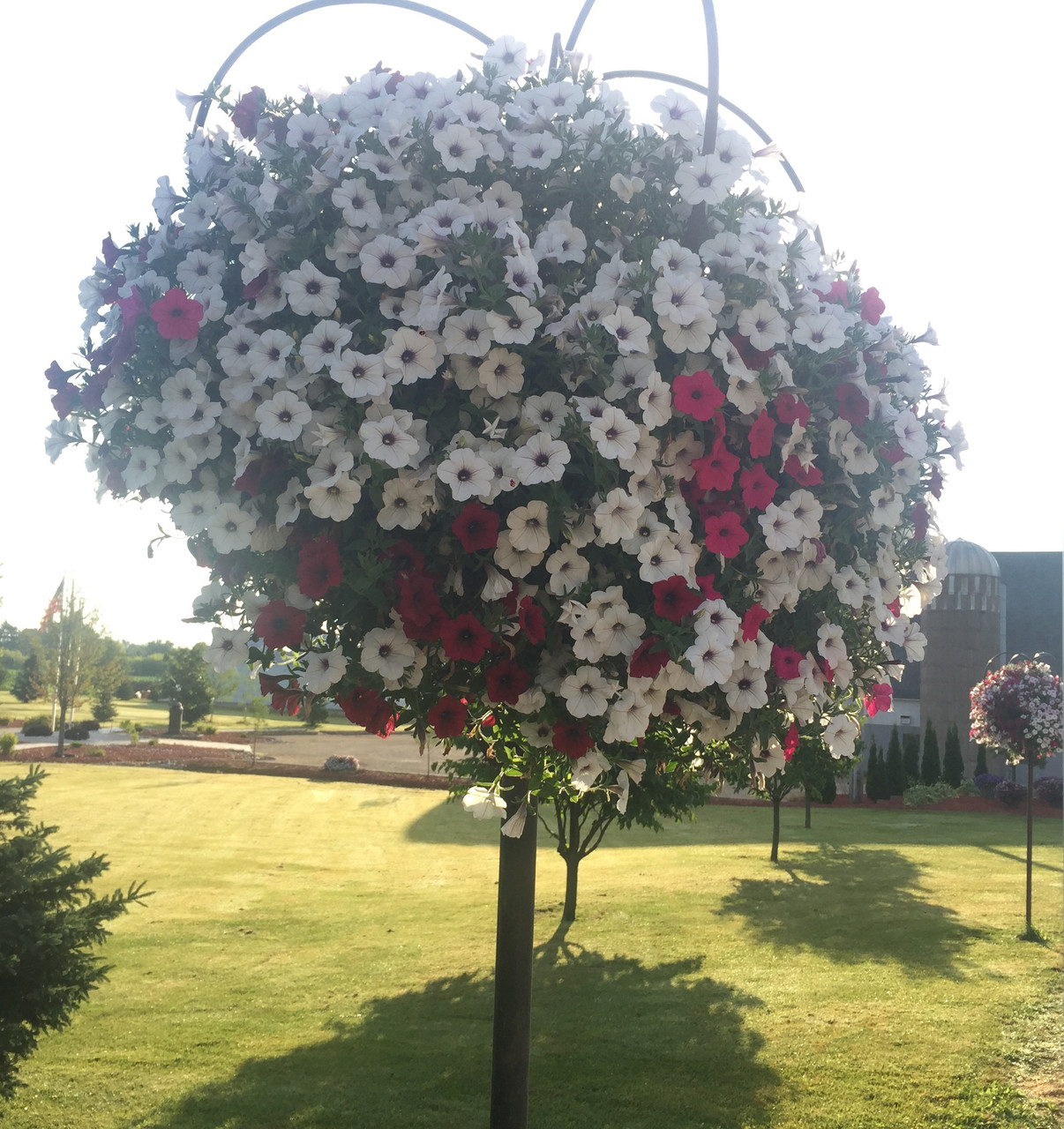 Giant Wave Petunia Hanging Baskets and Planters The Crossings Center
