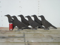 Life Size Crows - 6 Pieces - Free Shipping
