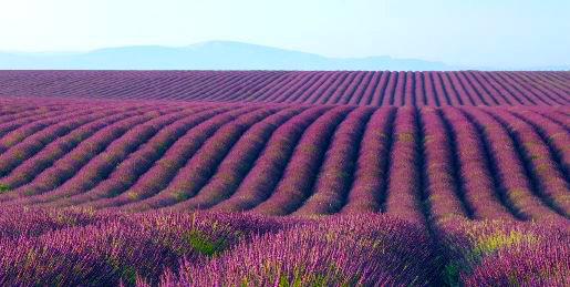 lavender scented field