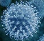 virus bacteria