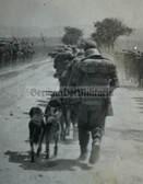 aa534 - Wehrmacht marching column with dogs!