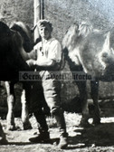wpc067 - Wehrmacht soldier with horses photo