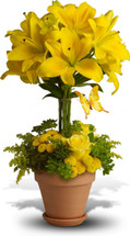 Yellow Fellow Lily Topiary