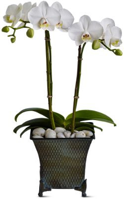 white phalaenopsis orchid plant 