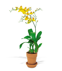 Oncidium Orchid for Portland, OR Delivery
