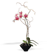 Small Phalaenopsis Orchid in Small Bowl