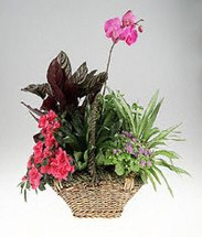 Garden basket of green and blooming plants with orchid