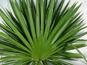palmetto fan palm clarence