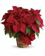 Nothing says Christmas like a big red poinsettia! A popular Christmas decoration, send this red poinsettia plant as a holiday gift - or keep it for yourself!