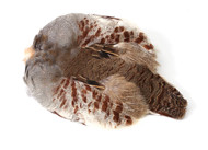 #1 Hungarian Partridge Skin, Natural