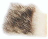 American Opossum