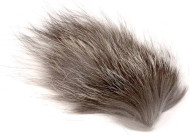 Silver Fox