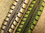 Lady Amherst Side Tails