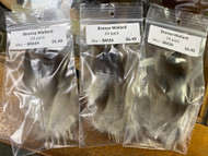 (Spent) Bronze Mallard