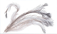 Emu Feathers