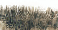 Teal Barred Flank